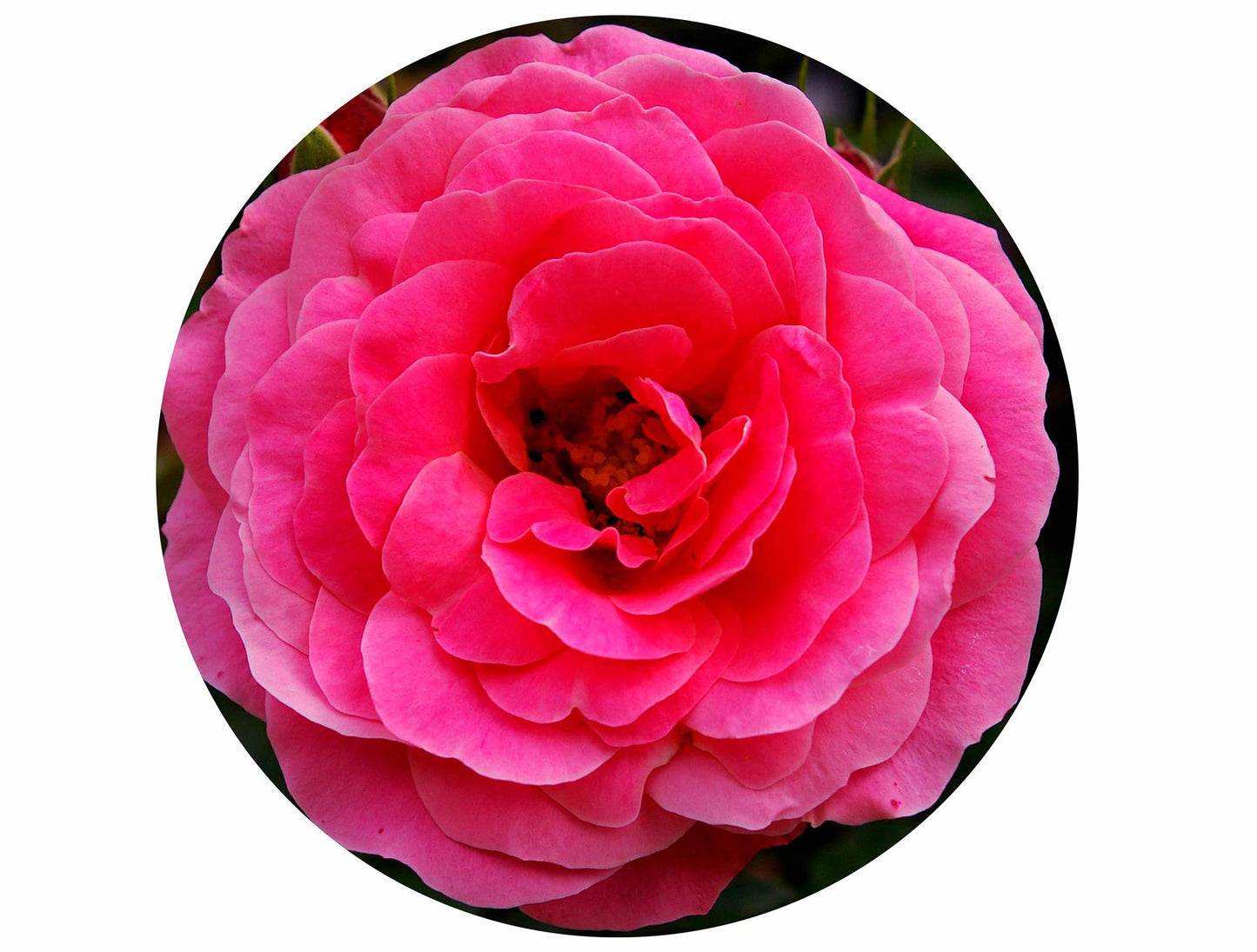 Rose circular Impuzzible 400 Piece Jigsaw Puzzle