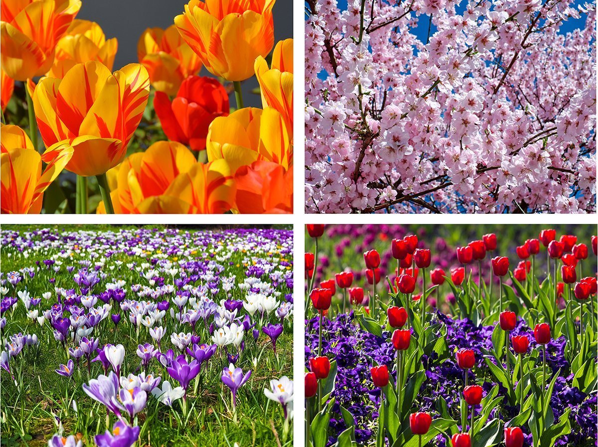 Spring flowers jigsaw puzzle