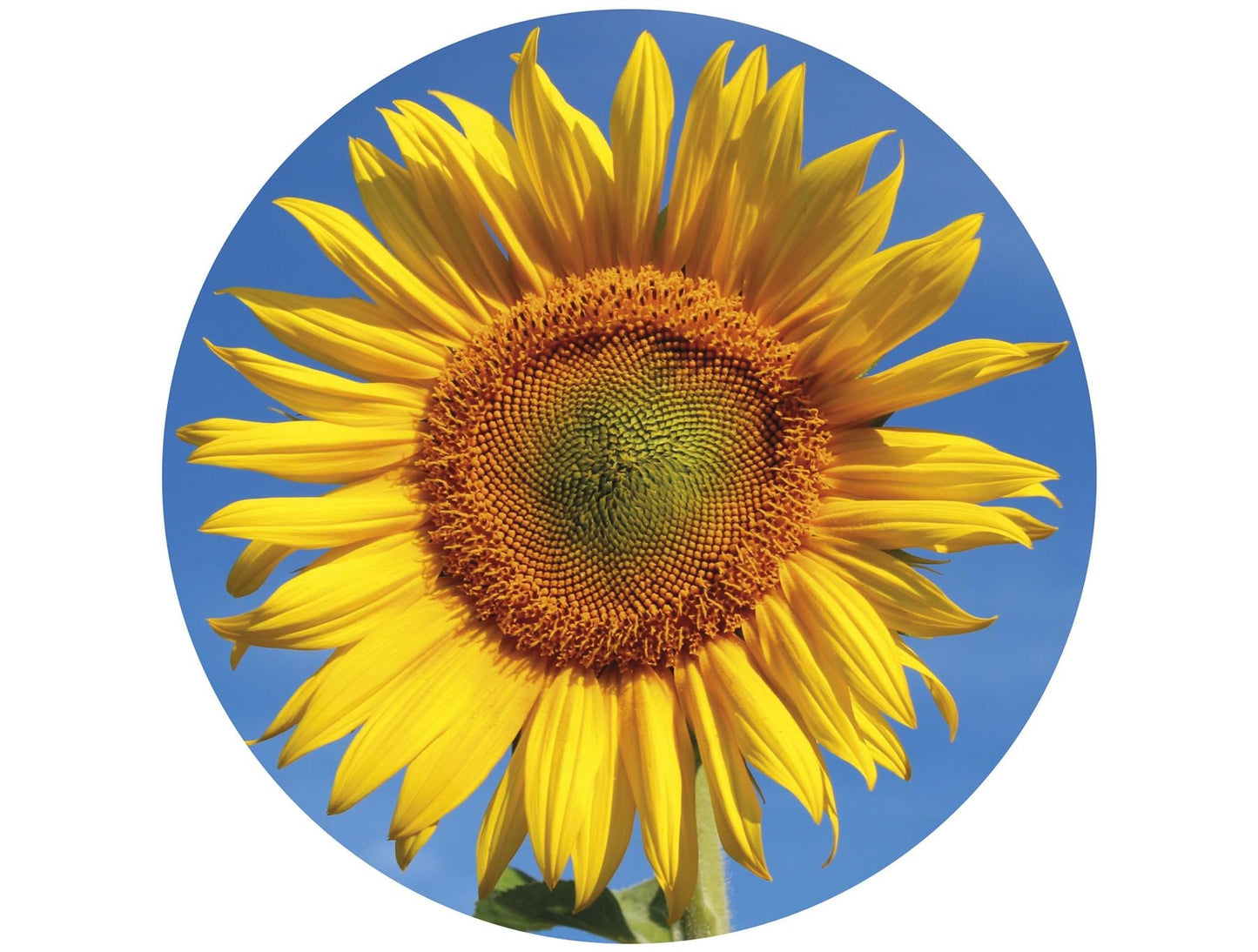 Sunflower - Impuzzible 400 Piece Jigsaw Puzzle